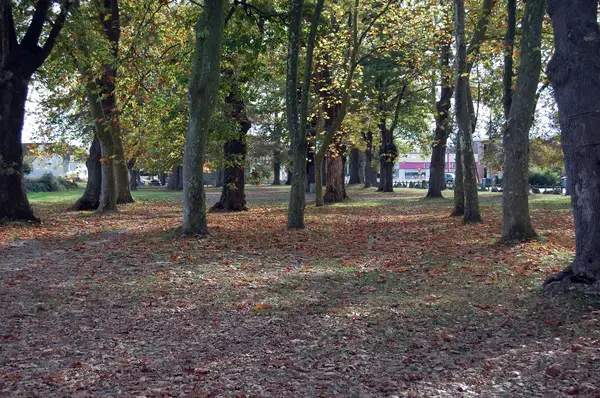 Occasion Monte Escalier Monte-escalier Idron